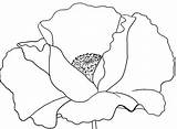 Tracing Poppies sketch template