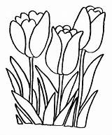 Coloring Pages Tulip Popular sketch template