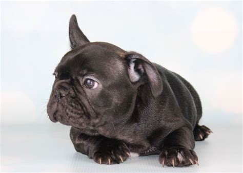 black male french bulldog puppy frenchbulldogfrenchiefrenchies