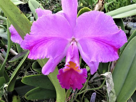 cattleya trianaei var mooreana e4 x self orchidweb