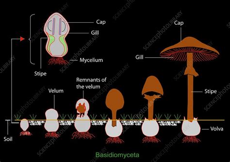 mushroom anatomy diagram stock image  science photo library