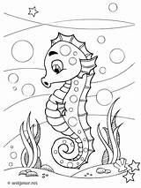 Hippocampe Seahorse Webjunior Danieguto Fiction sketch template