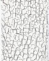 Bark Tree Drawing Sketch Templates Template Getdrawings Coloring sketch template