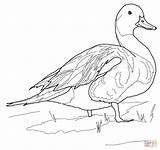 Pintail Northern Pato Colorir Lights Adults sketch template