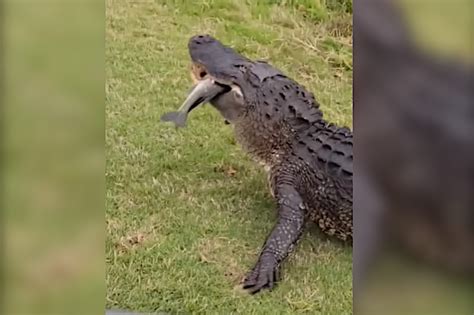 alligator eats drone  flew  close   surface   water