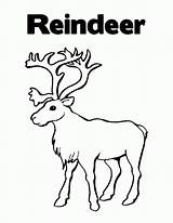 Reindeer Coloring Pages Printable Color Kids Christmas Print Cute Head Deer Caribou Bestcoloringpagesforkids Clipart Drawing Sheets Santa Getcolorings Advent Romans sketch template