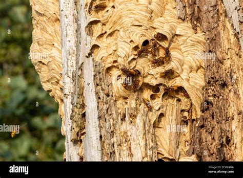 European Hornet Or Giant Hornet Nest In Hollow Tree With Multiple Large