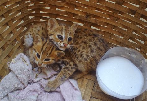 daftar harga kucing hutan terbaru  beserta  merawat