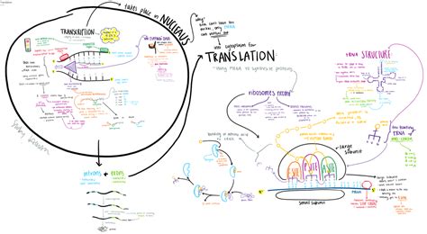 transcription translation  rotts science room