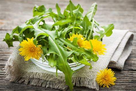 essbare wildkraeuter die leckersten rezeptideen