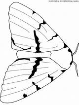 Moth Mite Schmetterlinge Farfalle Insectes Farfalla Owady Kolorowanki Robaki Tiere Bohemien Malvorlage Kategorien Coloriages Stampare sketch template