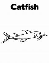 Catfish Coloring Pages Bullhead Fish Template Sketch sketch template
