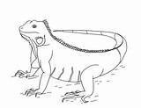 Iguana Teacherspayteachers sketch template