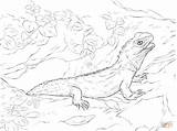 Coloring Pages Tuatara Water Dragon Northern Drawing Parentune Reptiles sketch template