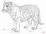 Tiger Coloring Bengal Sumatran Pages Drawing Tigers Draw Printable Drawings Step Color Base Animals sketch template