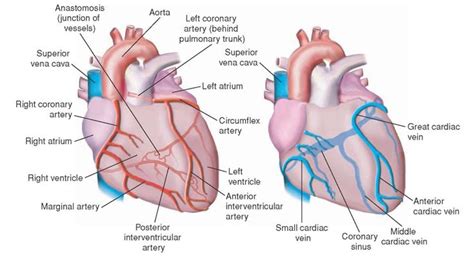 coronary circulation medical pinterest  ojays