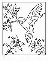 Hummingbird Hummingbirds Tsgos sketch template