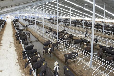 Milking Starts On World’s Largest Robotic Dairy Farm
