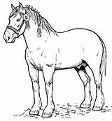 Kuda Mewarnai Binatang Buku Halaman Horse Printable Draft Caballos sketch template