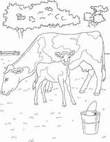 Calf Veau Vache Vaca Bezerro Vectorielle Coloration Depositphotos Vaches Matreshka sketch template