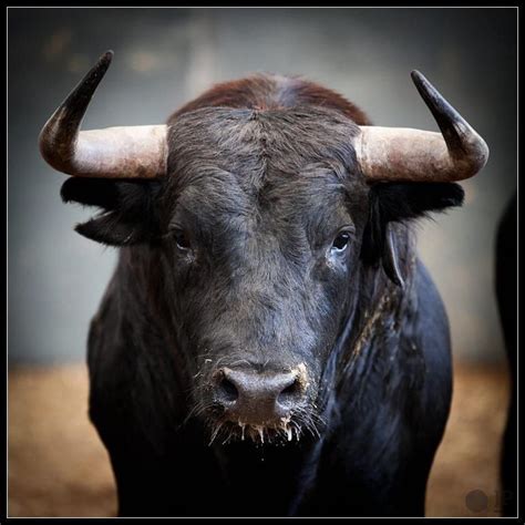toro toro   biggest bull  born   razor tusks