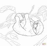 Sloth Coloring Paresseux Sloths Faultier Ausmalbild Ausdrucken Supercoloring Leniwiec Kolorowanki Ausmalen Faultiere Kolorowanka Kostenlos Crafter Coloringbay Prehistoric Jungle Gemerkt Sylwetki sketch template