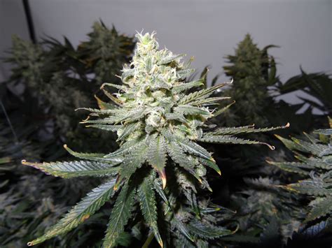 buds    mature grow weed easy