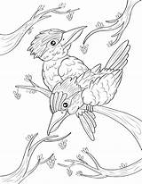 Kookaburra Coloring Pages Printable Bird Animal Kids Museprintables Drawing Template Choose Board sketch template