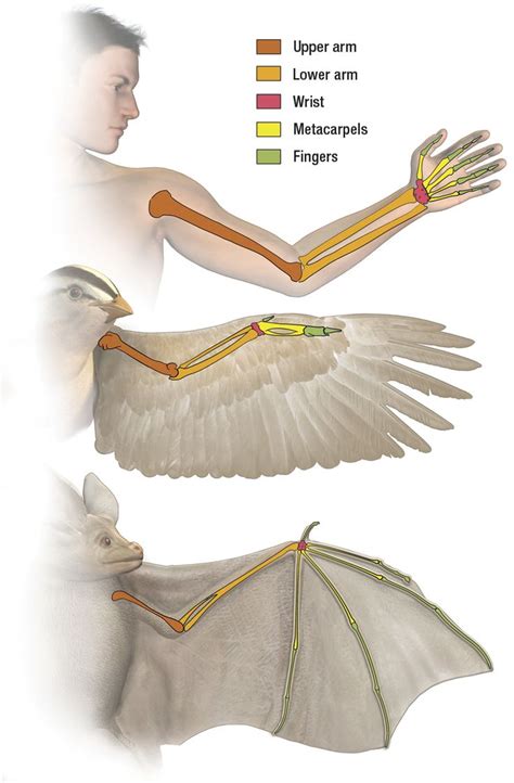 wing anatomy wings anatomy bird wing anatomy