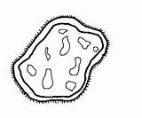 Amoeba Drawing Paintingvalley sketch template