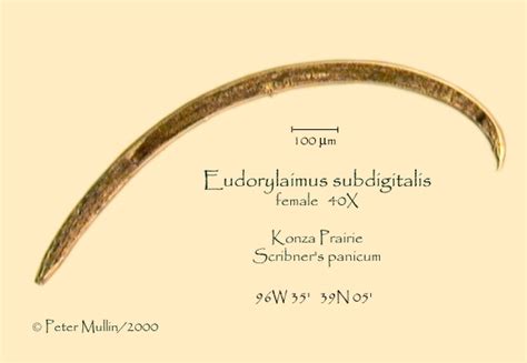Eudorylaimus Subdigitalis