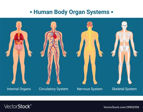 human body organ systems poster royalty free vector image