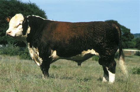 polled hereford breed  cattle britannica