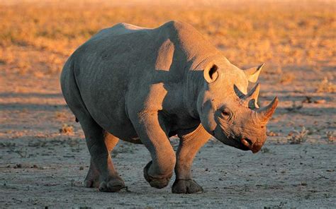 rinoceronte tipos  caracteristicas bioenciclopedia