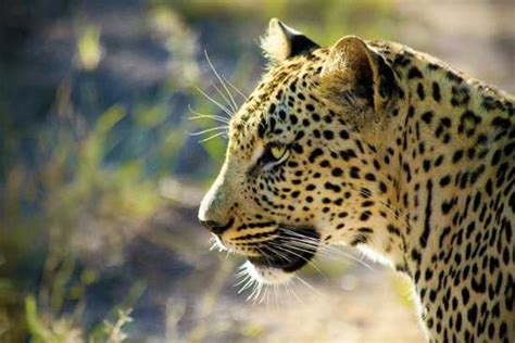 africas big cats  leopard rhino africa blog
