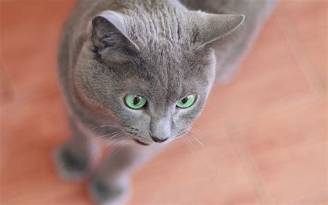 hintergrundbild fuer handys tiere ueberraschung erstaunen