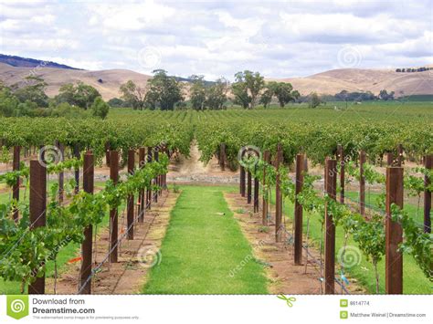 wijnstokken heuvels stock foto image  posten