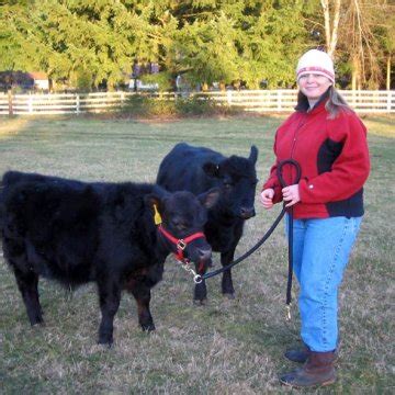 raising miniature cattle successful farming