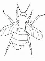 Insekten Malvorlagen Insects Jurnalistikonline sketch template