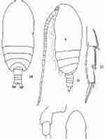 Afbeeldingsresultaten voor "acrocalanus Gracilis". Grootte: 113 x 198. Bron: copepodes.obs-banyuls.fr