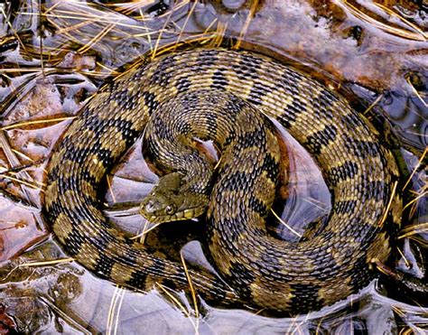 diamondback water snake facts habitat diet life cycle baby pictures