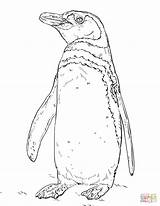 Humboldt Penguin Coloring Pages Peruvian Printable Drawing Penguins Categories sketch template