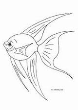 Fish Angel Coloring Kids sketch template