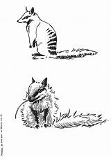 Numbat Coloring Animals Printable Pages sketch template