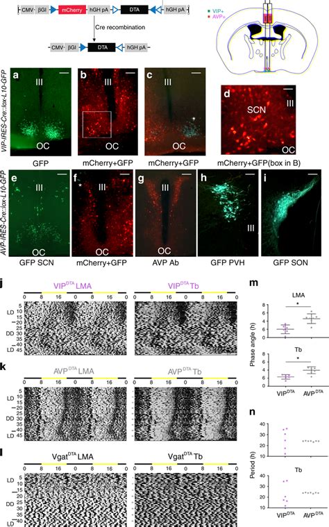 cell type specific ablations  scnvip   scnavp neurons result