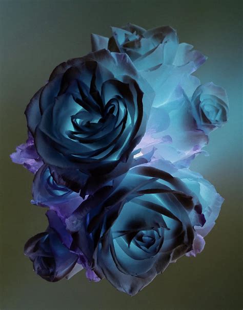 modern rose photograph  jacqueline cooper fine art america