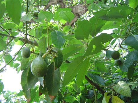 How To Grow An Avocado Plant From Seed Dengarden