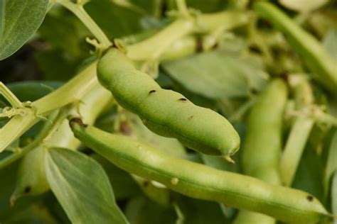 grow fava beans broad beans