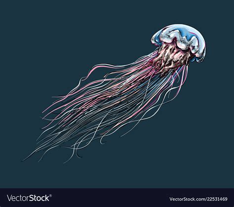 hand drawn sketch  jellyfish  color   dark vector image