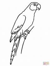 Parakeet Coloring Pages Parrots Sitting Color Birds Animals sketch template